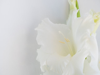 Foreground of white flower on white background