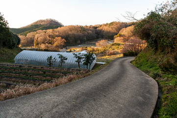 晴れた早朝の奈良の農道