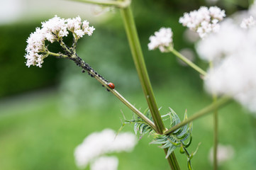 Medicinal plants: Valerian with ladybug and aphids