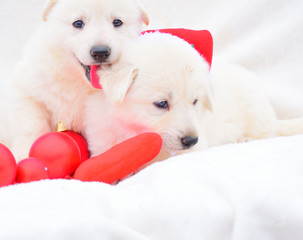 little white dog puppies christmas background