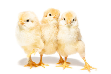 chicken egg on white background