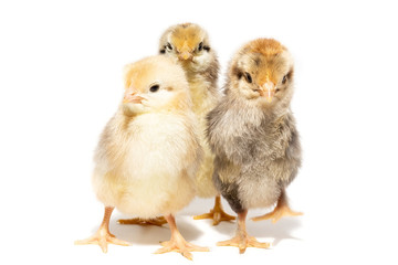 chicken egg on white background