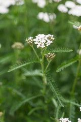 Medicinal plants: Milfoils