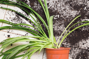 Broken flower pot with green plants lies on the kitchen floor wi