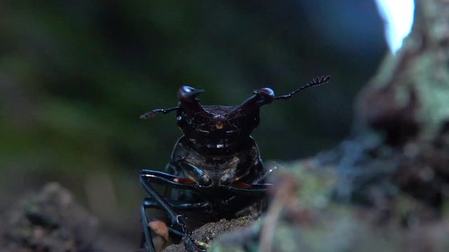 Hirschk&auml;fer M&auml;nnchen