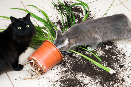 Black cat dropped and broke flower pot with green plant on the k