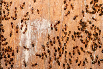 black ants on old wood