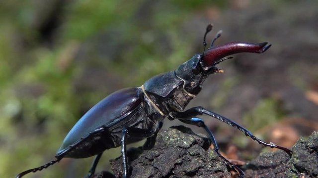 Hirschk&auml;fer M&auml;nnchen