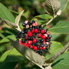 Red and black viburnum berries Viburnum lantana