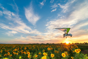 Beautiful sunflower field on a sunset with hang glider motor trike passing by on high speed.