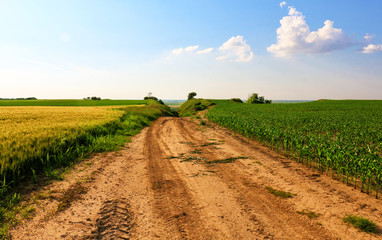 Fototapeta na wymiar Country dirt road in a wheat and corn field