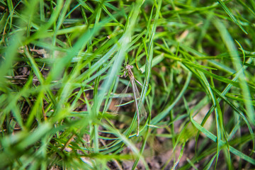Dragonfly sitting among blades of grass