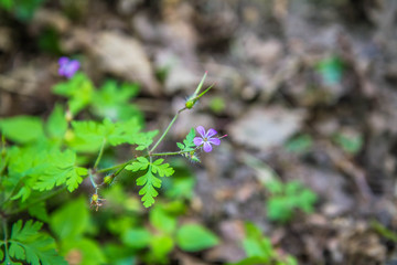 The Geranium robertianum (stinking Bob) plant blooming 