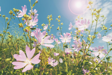 Obraz na płótnie Canvas Wildflowers in summer.