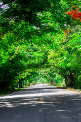 Obraz premium Tree lined country road