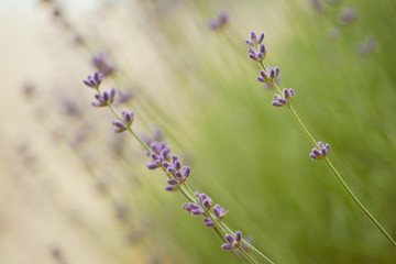 Lavender beautiful flowers