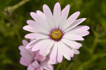 Summer pink camomiles flower bush. Garden live flowers.