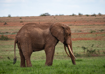 Naklejka na ściany i meble Elephants in Tsavo West National Park, Kenya