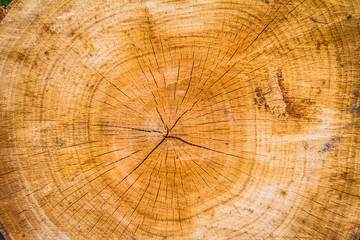 Tree trunk cross section in a close up