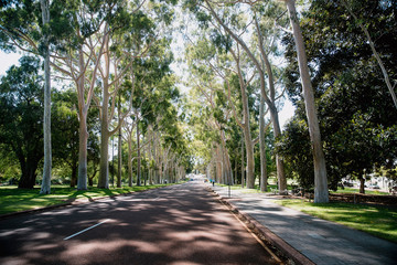 Walk Through The Park