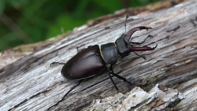 Hirschk&auml;fer M&auml;nnchen