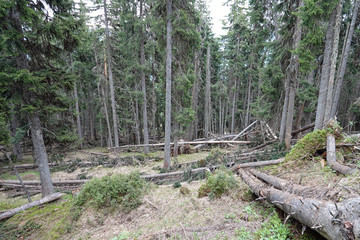 damage to the forest after the winter with a lot of snow and storms