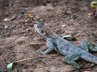 Agama Lizard in Eastern Africa