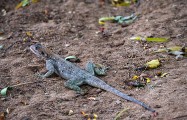 Agama Lizard in Eastern Africa