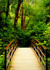 Obrazy na Szkle  Most w lesie