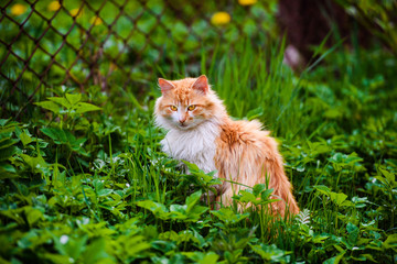 Naklejka na ściany i meble Beautiful red cat on green grass. Summer day.Animal planet.