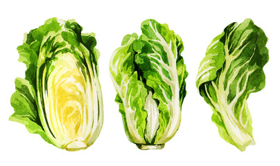 Chinese cabbage. Hand drawing watercolor.