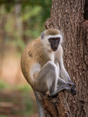 Vervet Monkey in Eastern Africa