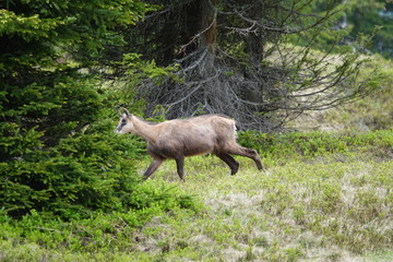 a adult chamois female in the change of coat in summer on the mountains