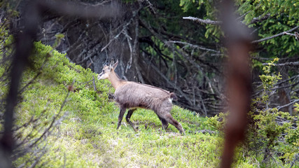 a chamois yearling in the change of coat in summer on the mountains