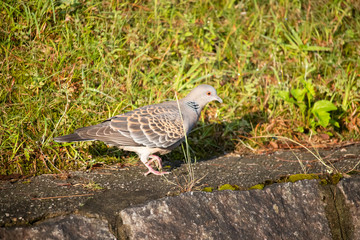 鳩