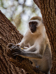 Vervet Monkey in Eastern Africa