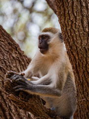 Vervet Monkey in Eastern Africa