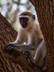 Vervet Monkey in Eastern Africa