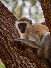 Vervet Monkey in Eastern Africa