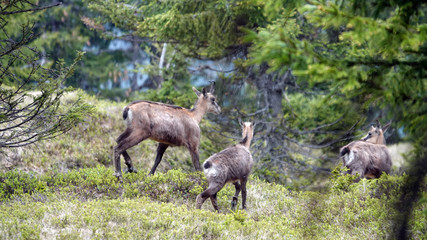 Obraz na płótnie Canvas a chamois female with her fawn from the last year in the forest on the mountains in summer
