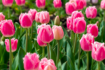 Obraz premium Beautiful tulip field plantation. Commercial growing of tulips i