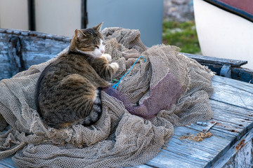 Homeless cat on the fishing net on the boat © CrispyMedia