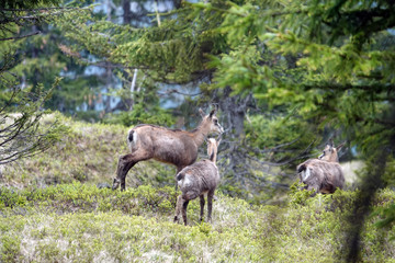 a chamois female with her fawn from the last year in the forest on the mountains in summer