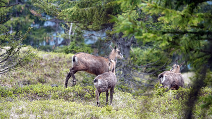 a chamois female with her fawn from the last year in the forest on the mountains in summer