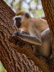 Vervet Monkey in Eastern Africa