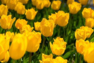 Beautiful tulip field plantation. Commercial growing of tulips i