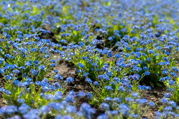 Growing blue blossom flowers in the garden