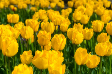 Obraz premium Beautiful tulip field plantation. Commercial growing of tulips i