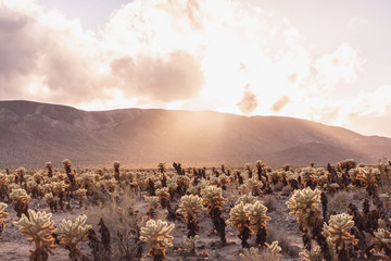 Cholla cactus garden at sunset. Joshua Tree National park, California.  
