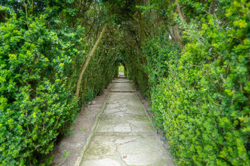 Light at the end of the tunnel. Green natural tunnel of trees in